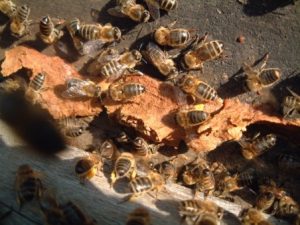 Propolis as healing agent